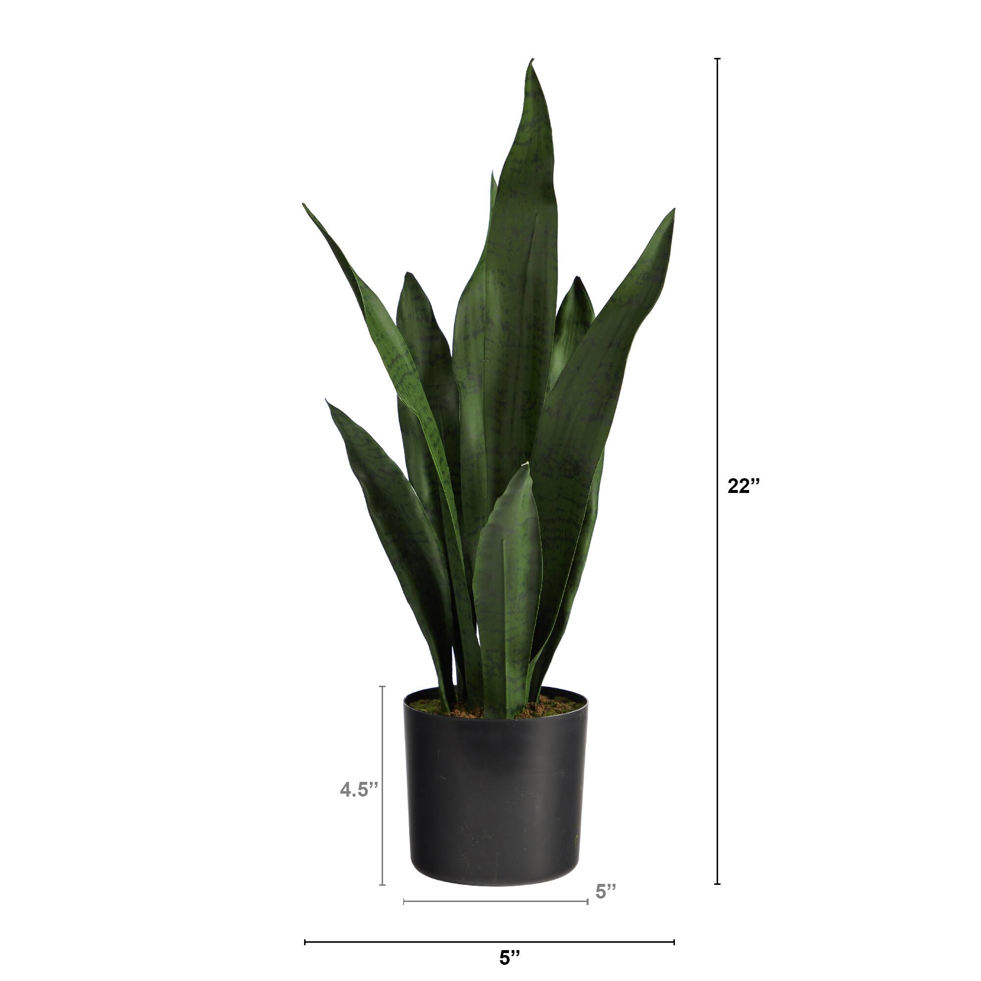 22" Potted Snake Plant